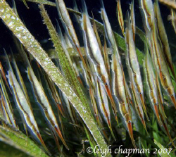 Night dive. Dumaguete house reef. Razorfish in eel grass. by Leigh Chapman 